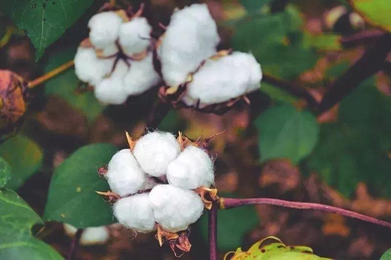 bb贝博Ballbet医纺